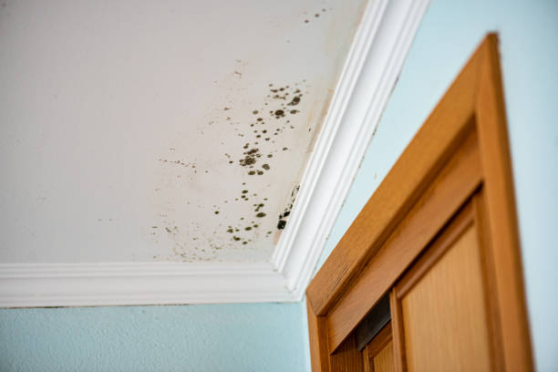 Mold Remediation for Vacation Homes